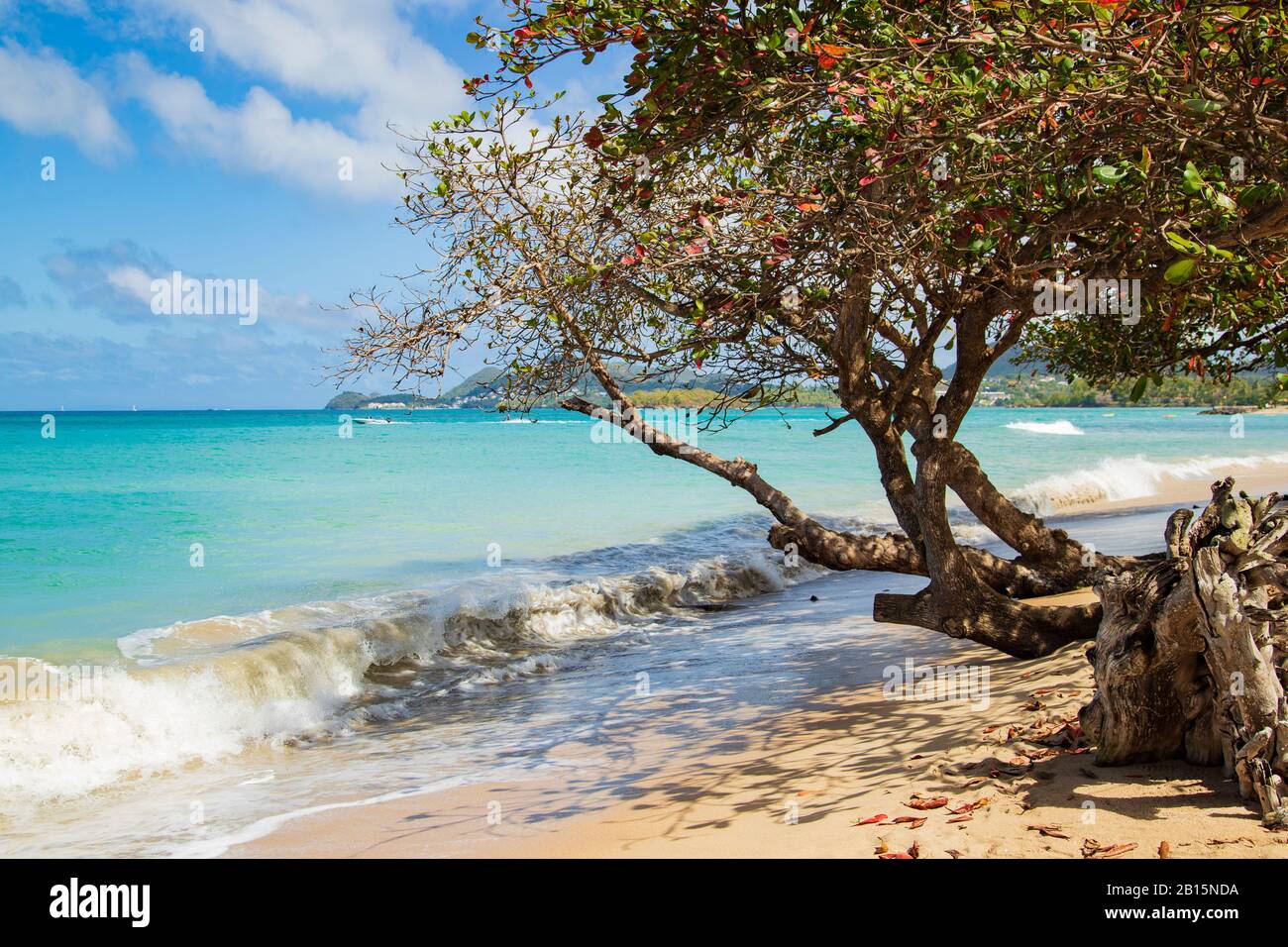 Einladende Strandlandschaft - Mandelbäume wachsen auf den Strand und eine energiegeladene brechende Welle an einem hellen Tag mit einem azurblauen Himmel und weißen Wolken Stockfoto