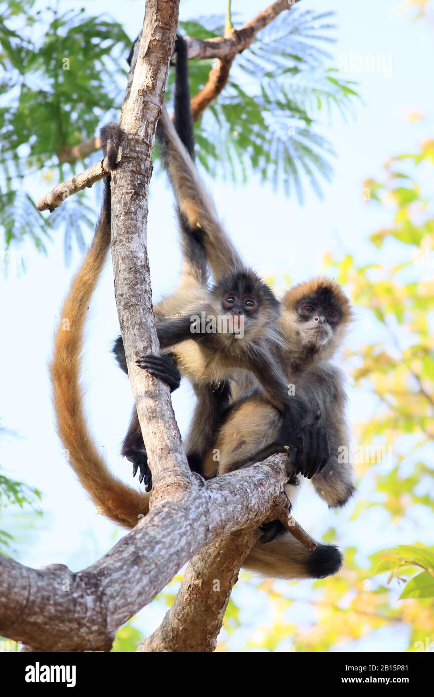 Zentralamerikanischen Klammeraffen (Ateles geoffroyi) spielen. Nationalpark Santa Rosa, Guanacaste, Costa Rica. Mai 2017. Stockfoto