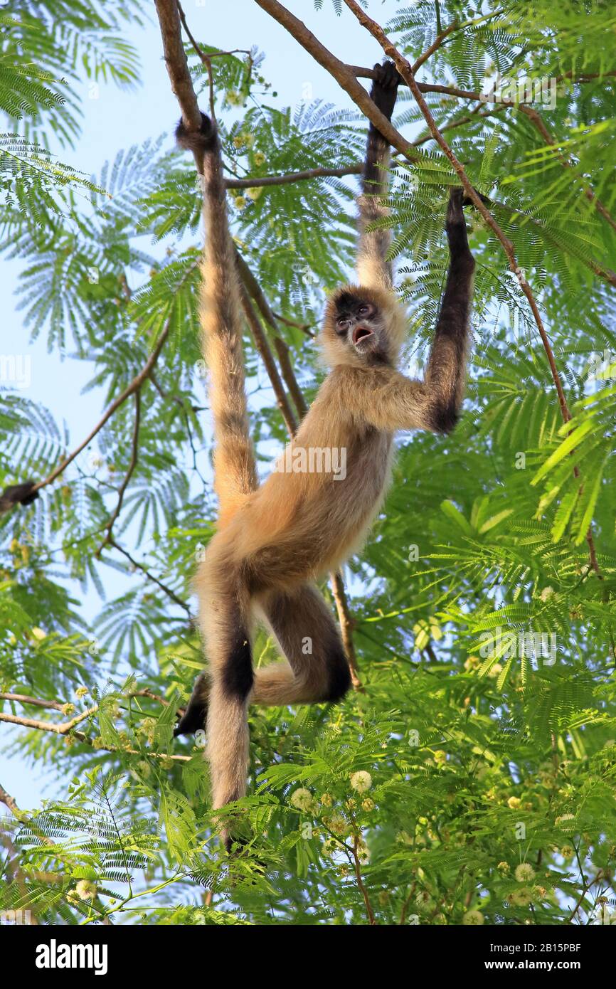 Mittelamerikanischer Spider Monkey (Ateles geoffroyi). Nationalpark Santa Rosa, Guanacaste, Costa Rica. Mai 2017. Stockfoto