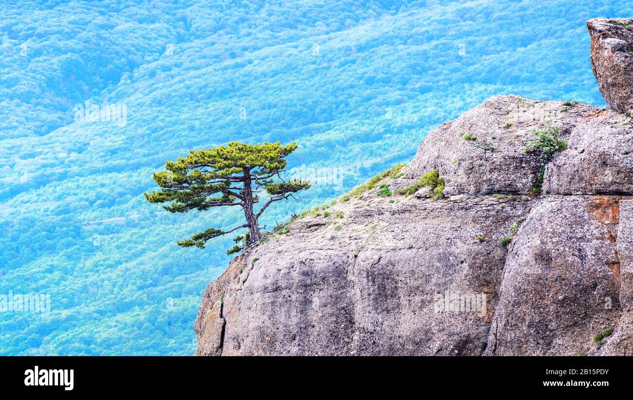 Bergbaum auf verschwommenem Hintergrund, Krim, Russland. Malerische Aussicht auf einsamen Wacholder auf dem Felsen am Demerdji-Berg. Wunderschöne Landschaft der Krim im Summ Stockfoto