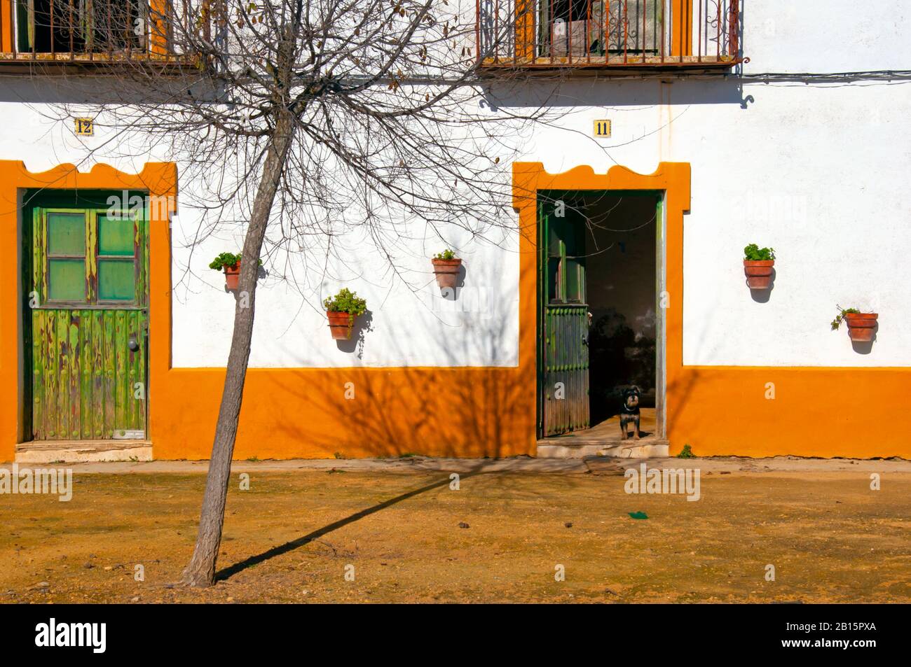 Kleiner schwarzer Hund, der in der offenen Tür steht. Großes weißes traditionelles Haus im Landhausstil mit gelber Dekoration. Sevilla, Spanien Stockfoto