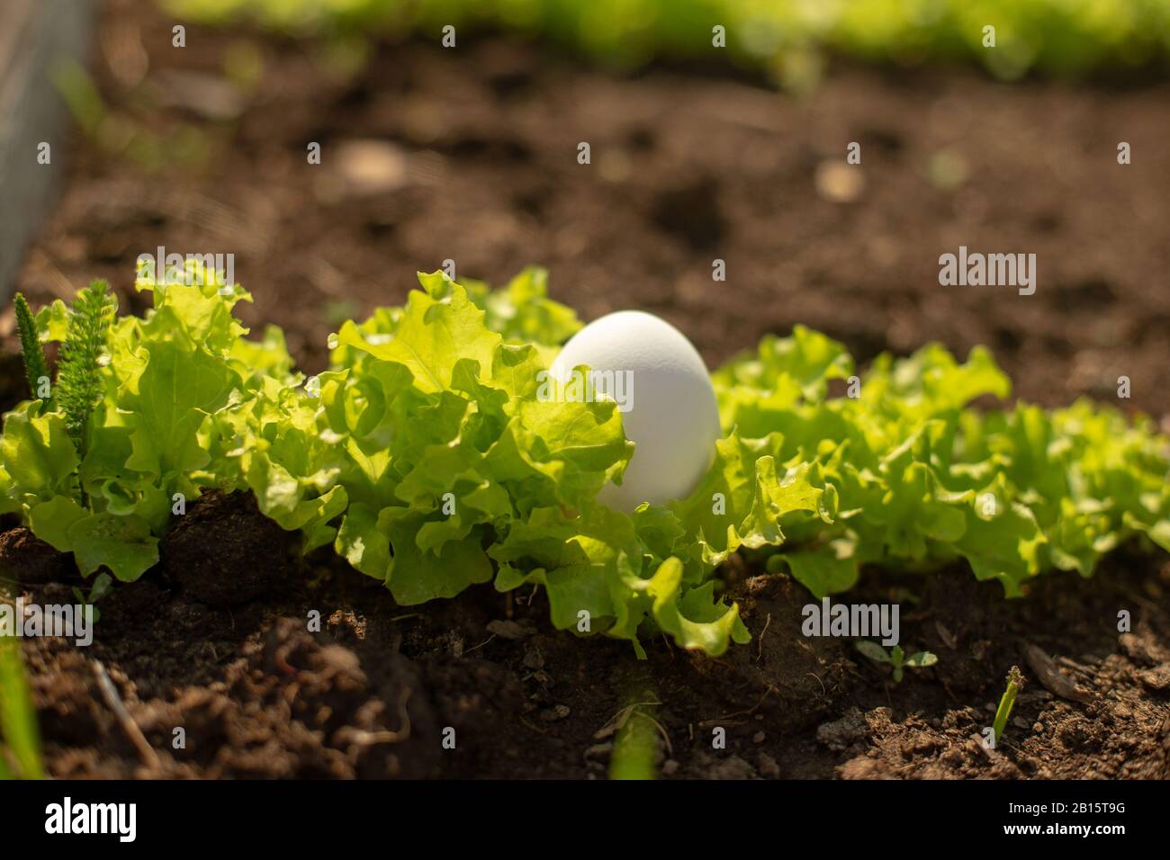 Weißes Ei liegt im jungen, frischen grünen Salat, der im Garten wächst. Bio Food Konzept. Nahaufnahme. Stockfoto