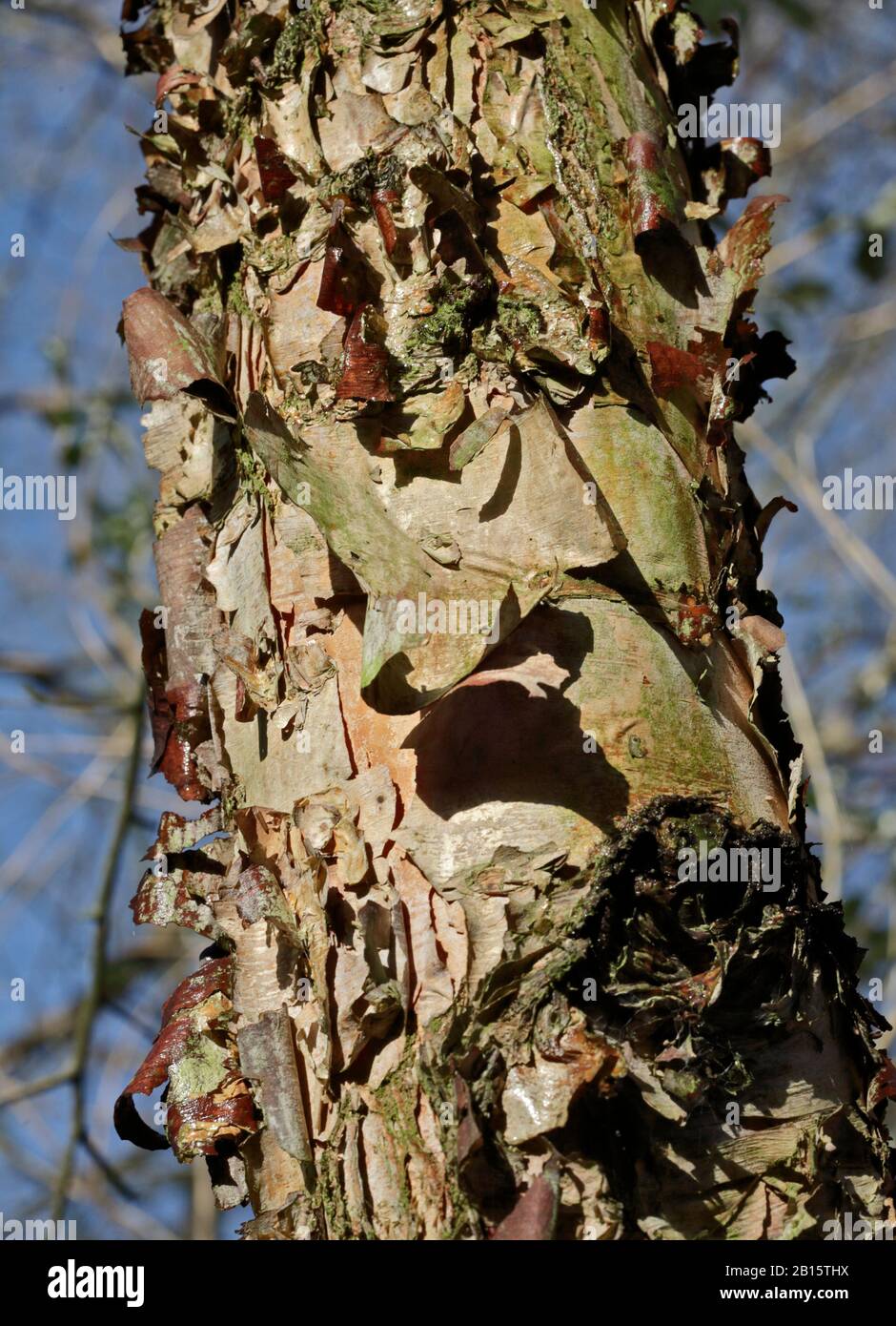 Fluss Birch (betula nigra) Rinde Stockfoto