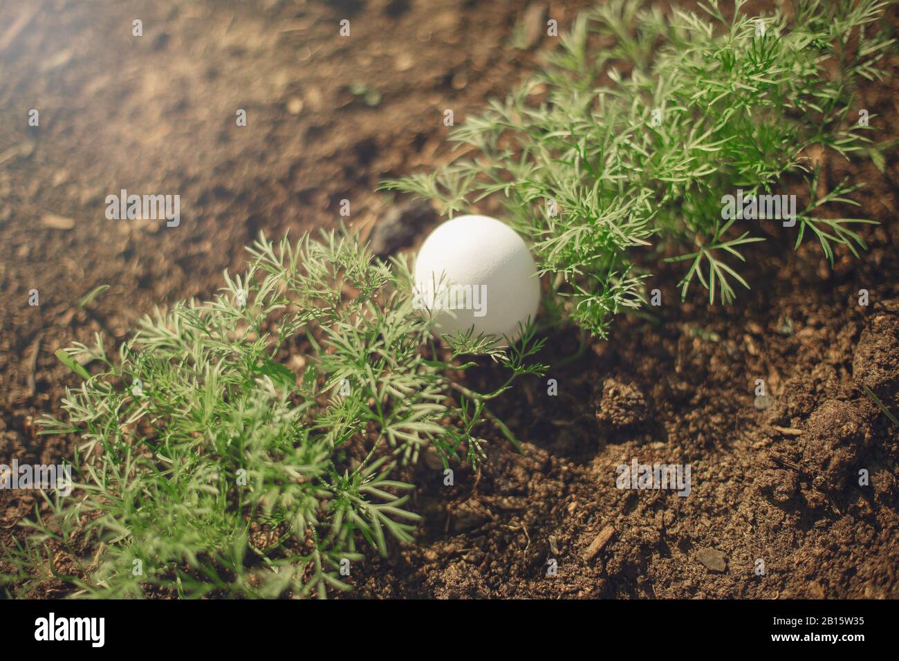 Das weiße Ei liegt in der jungen frischen grünen Dille, die im Garten wächst. Bio Food Konzept. Nahaufnahme. Stockfoto