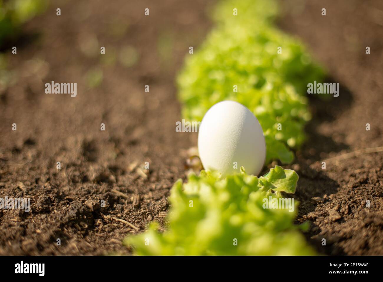 Weißes Ei liegt im jungen, frischen grünen Salat, der im Garten wächst. Bio Food Konzept. Nahaufnahme. Stockfoto