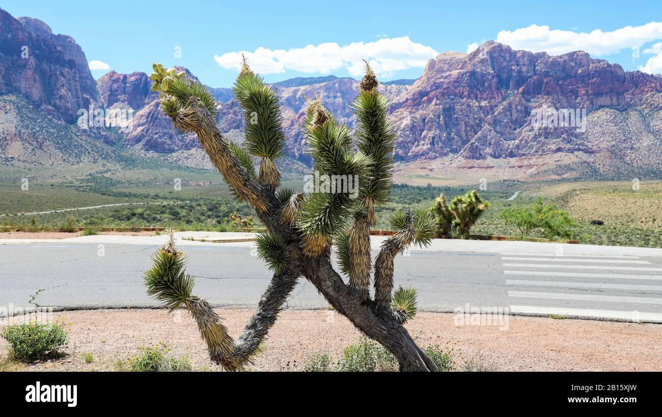 Joshua Tree im Red Rock Canyon Überblickt Bliue Diamond, NV Stockfoto