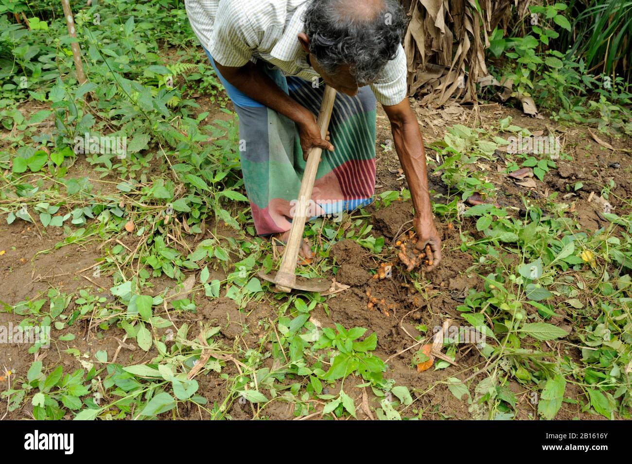 Sri Lanka, Provinz Uva, Distrikt Badalkumbura, turmerische Bauernernte Stockfoto