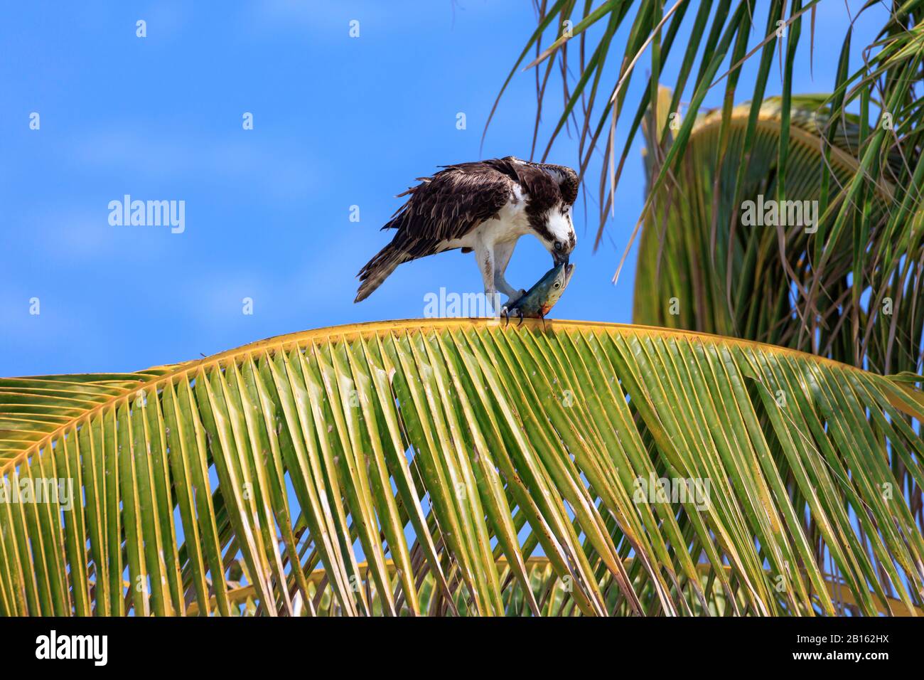 Ospray (Pandion haliaetus) isst Fische, die auf Palmblatt sitzen, Florida, USA Stockfoto