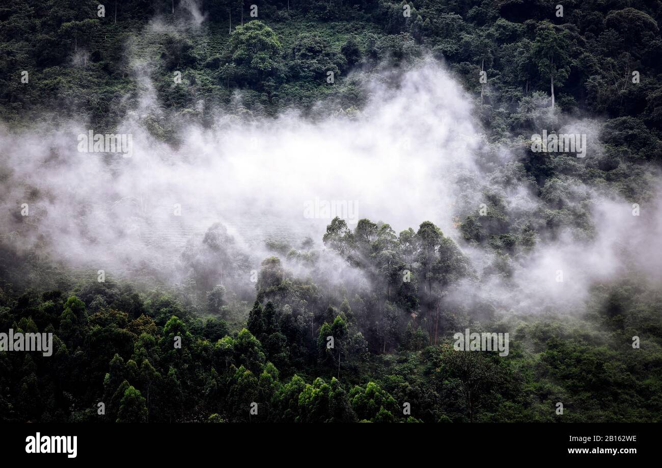 Nebel über dem Bwindi Undurchdringlichen Nationalpark Uganda Stockfoto