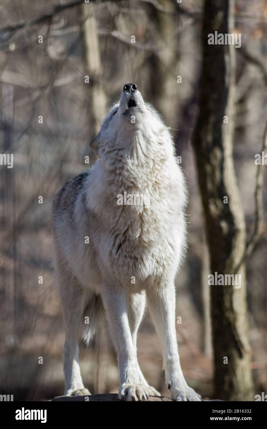 Arctic Wolf (Canis lupus arctos) steht im frühen Frühling auf Felsen im Wald Stockfoto