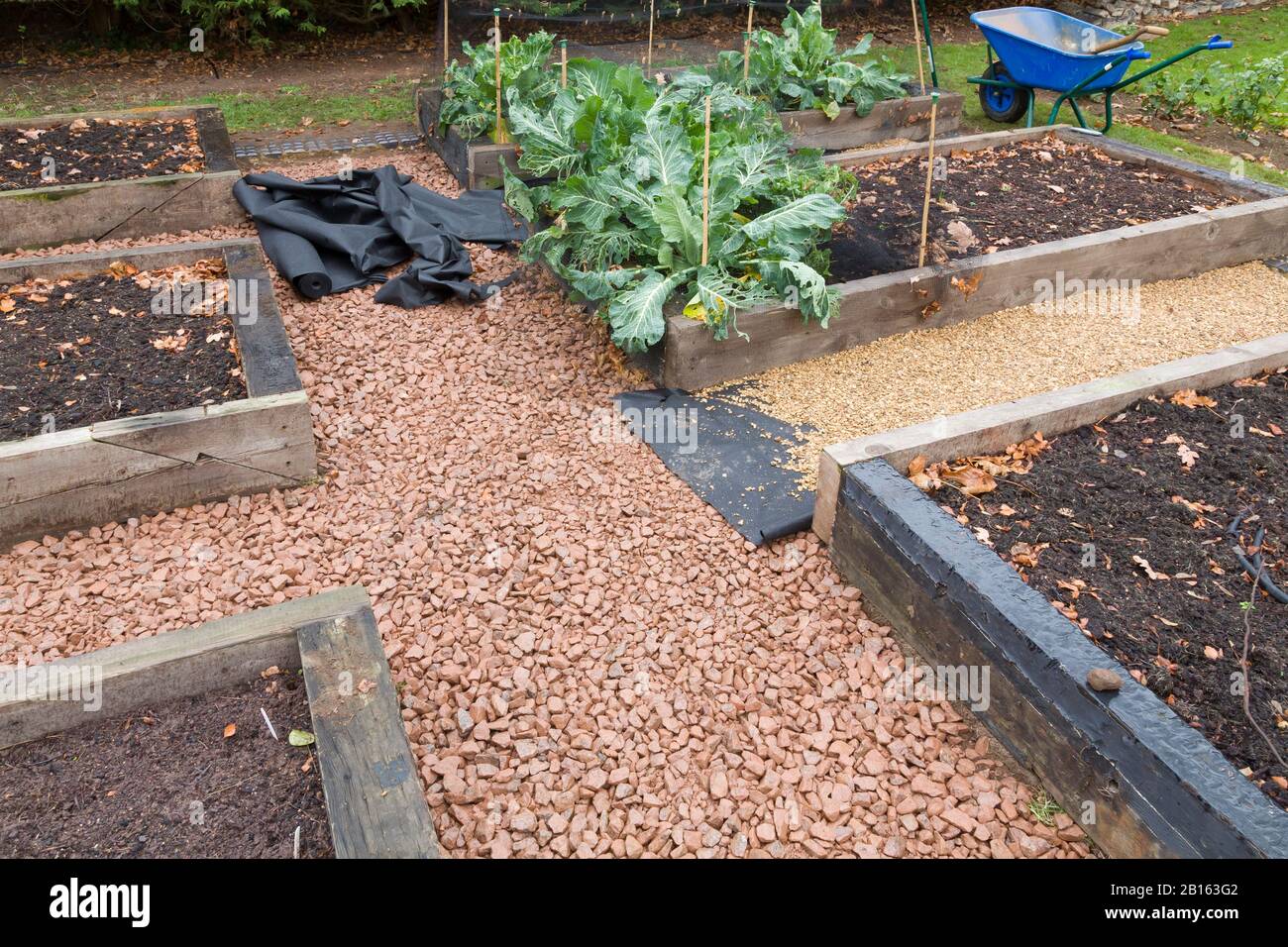 Verlegung von Unkrautkontrollgewebe oder Unkrautmembran und einem Schotterpfad in einem Gemüsegarten, Großbritannien Stockfoto