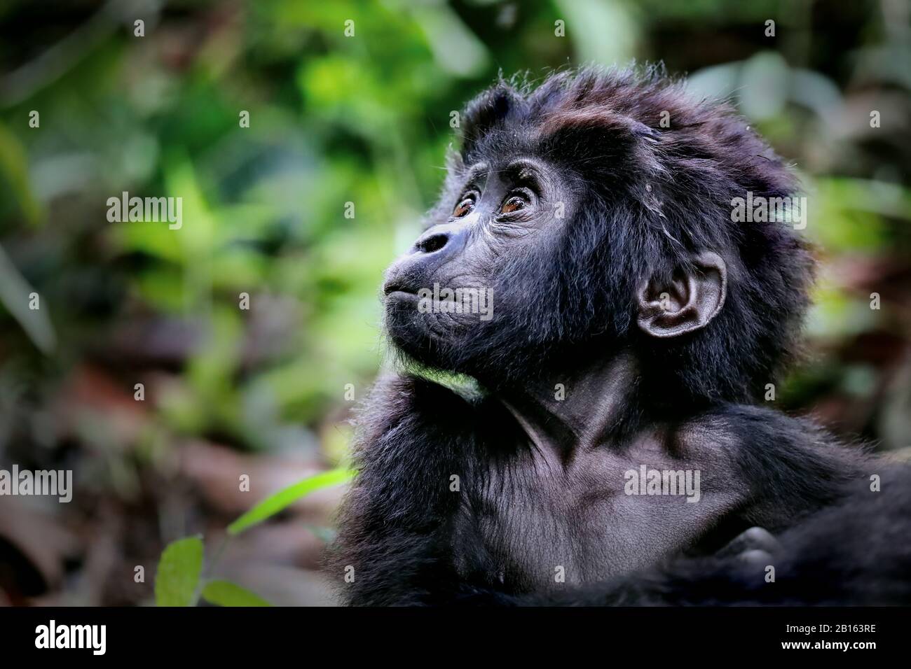 Young Mountain Gorilla in Bwindi Undurchdringliche National Par Stockfoto