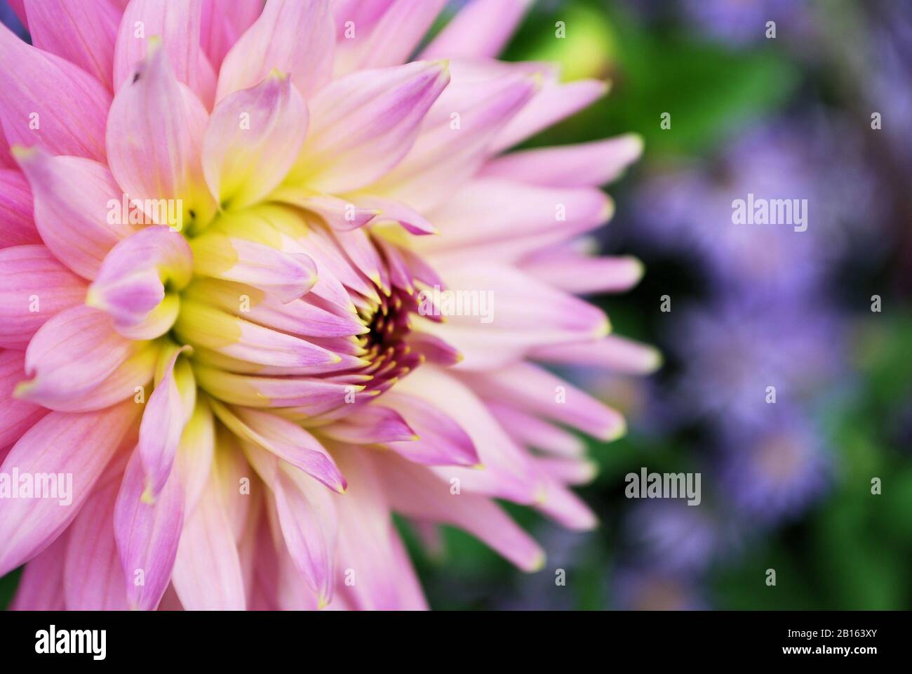 Rosa und Gelbe Dahlie Blume Stockfoto