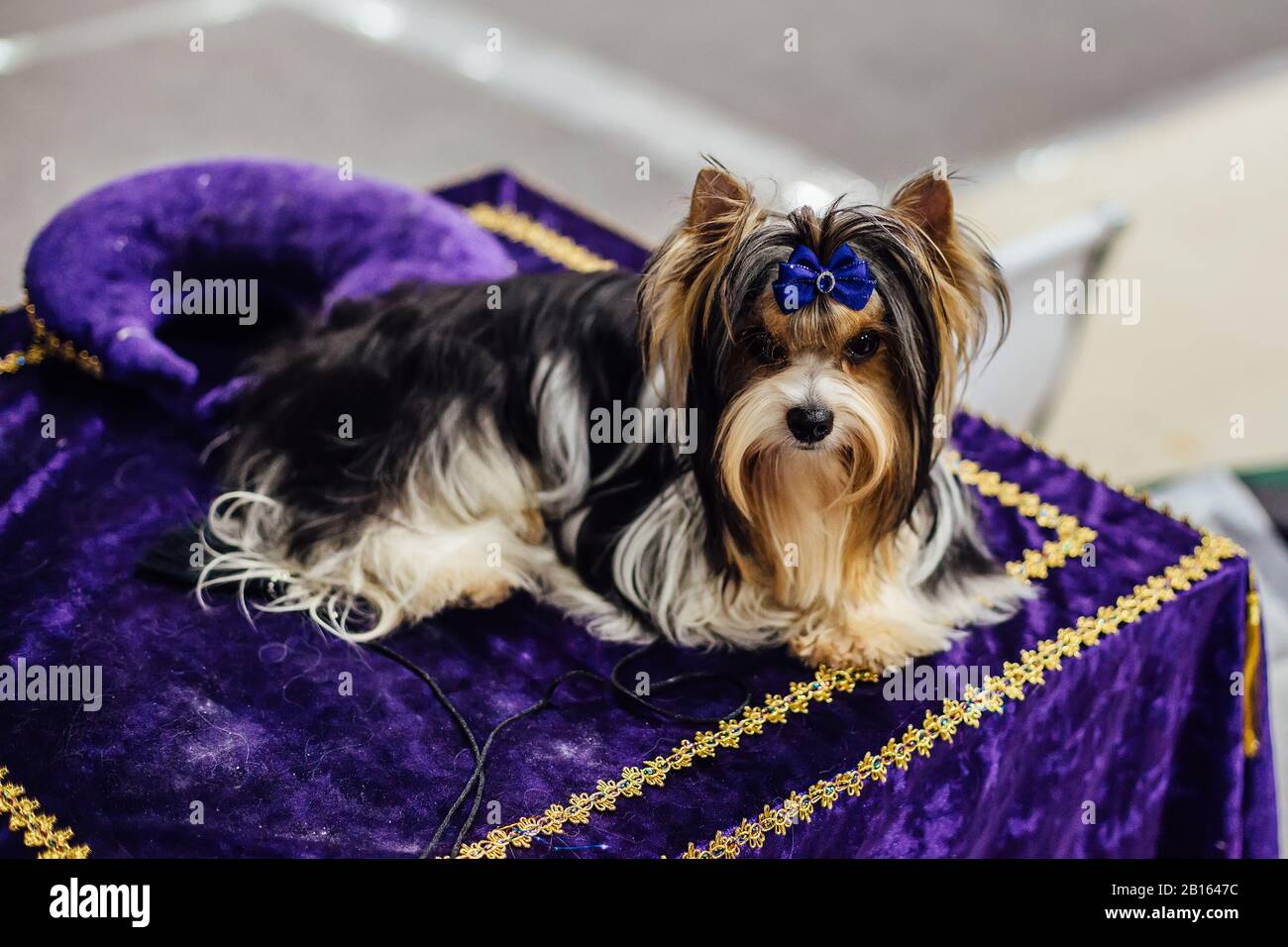 Sitzender Biewer Yorkshire Terrier mit blauer Schleife. Stockfoto