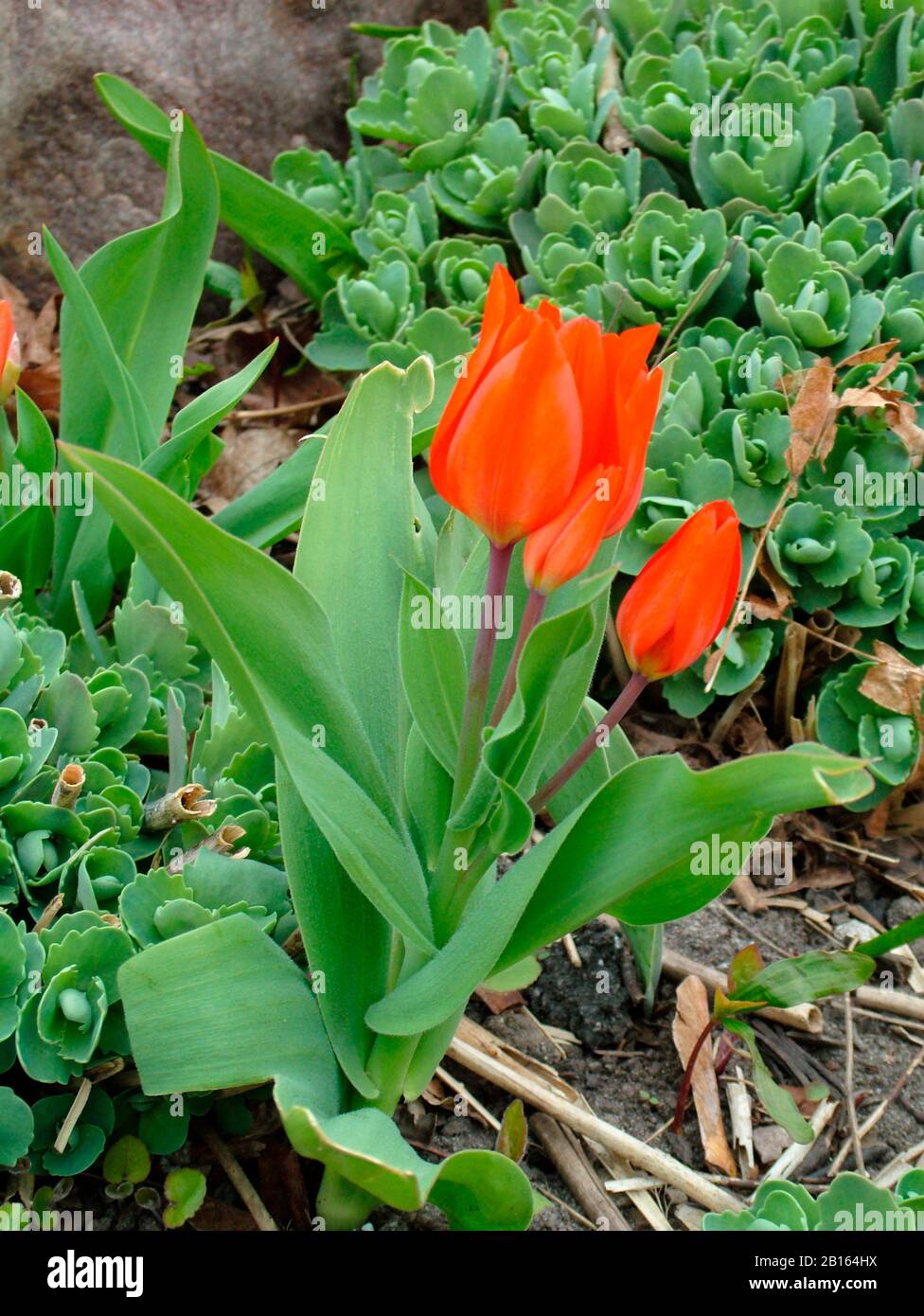 Rote Tulpen im Rabatt Stockfoto