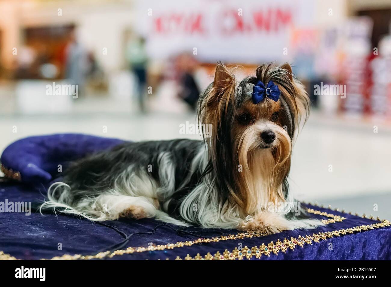 Sitzender Biewer Yorkshire Terrier mit blauer Schleife. Stockfoto