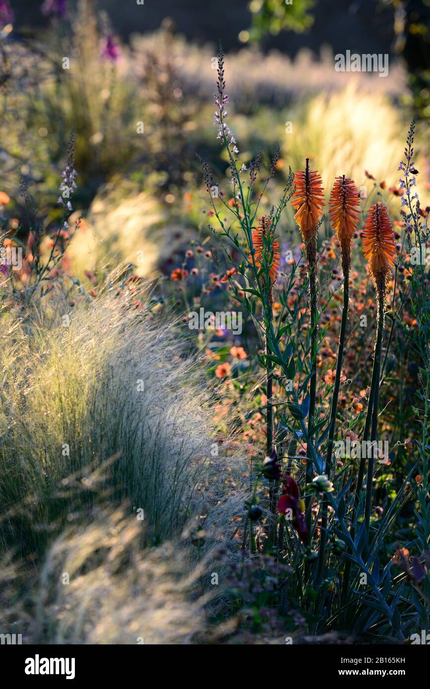 Gemischte Pflanzung Schema, Sommer, Kombination, gemischt, zart mehrjährige, mehrjährige Grenze, RM Floral, Wicklow, Irland, plantsman, Stockfoto