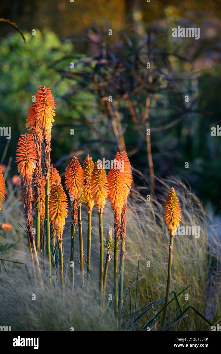 Gemischtes Pflanzschema,Sommer,Kombination,gemischt,zart mehrjährig,mehrjährige Grenze,RM Floral,Garten,Gärten,Betten,Grenze,Rahmen,Mix,Kniphofia Fiery Fred Stockfoto