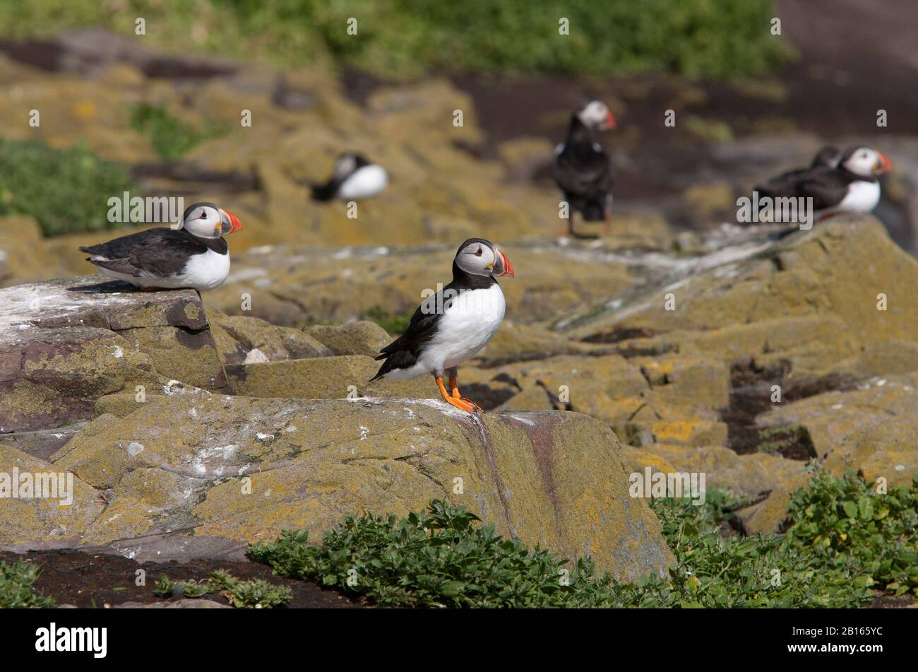 Atlantische Papageientaucher, Fratercula arctica, Erwachsene auf Felsen ruhend. Farne Islands, Northumberland, Großbritannien. Stockfoto