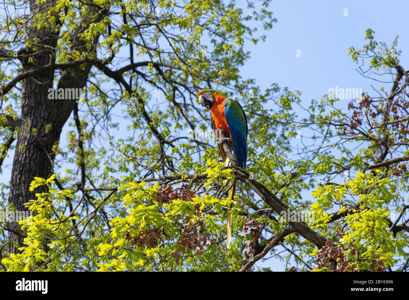 Bunte Makaw-Papagei auf der Spitze eines Baumes Stockfoto