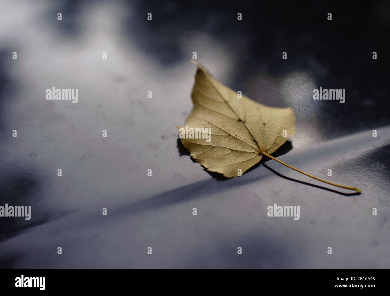 Gelbes Blatt auf einer schwarzen Haube Stockfoto