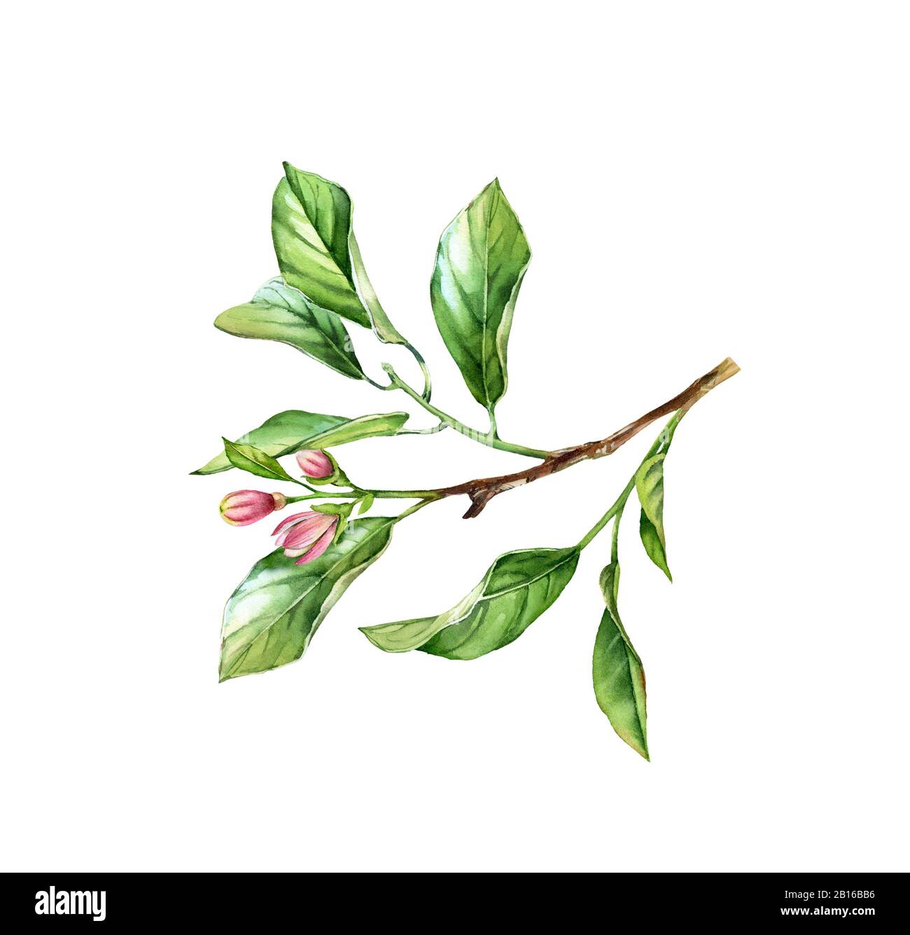 Wasserfarben-Baumzweig. Realistischer Obstbaum, Blumen, Blätter. Botanische Illustration. Isoliertes Bildmaterial auf weiß. Handgemaltes Laub Stockfoto