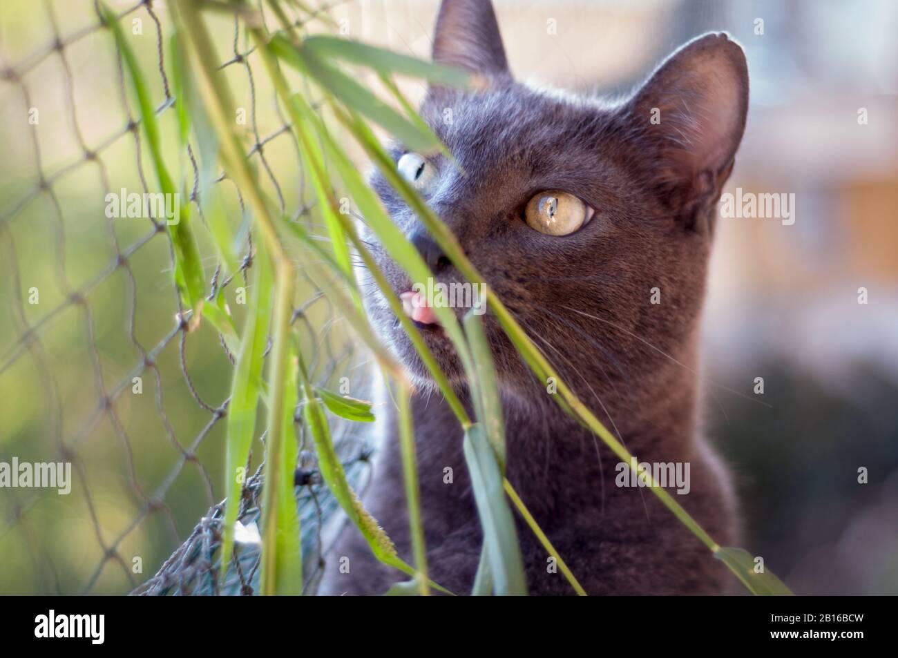 Schöne graue Katze, die irgendwo hinschaut und etwas Gras leckt. Schützendes Netz auf dem Hintergrund.lustiges Gesicht. Neugier, Konzentration Stockfoto