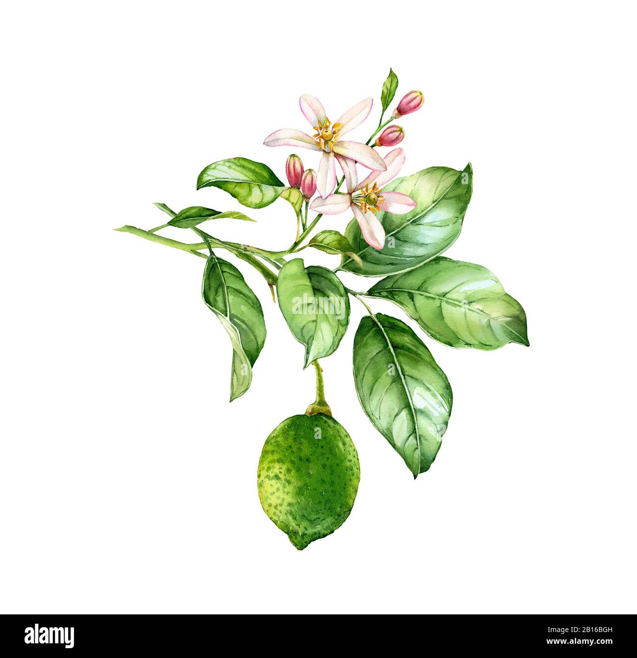 Wasserfarben-Lime-Verzweigung. Realistische Zitruspflanze mit Limetten, Blumen, Blättern. Botanische Illustration. Isoliertes Bildmaterial auf weiß. Handbemalt frisch Stockfoto