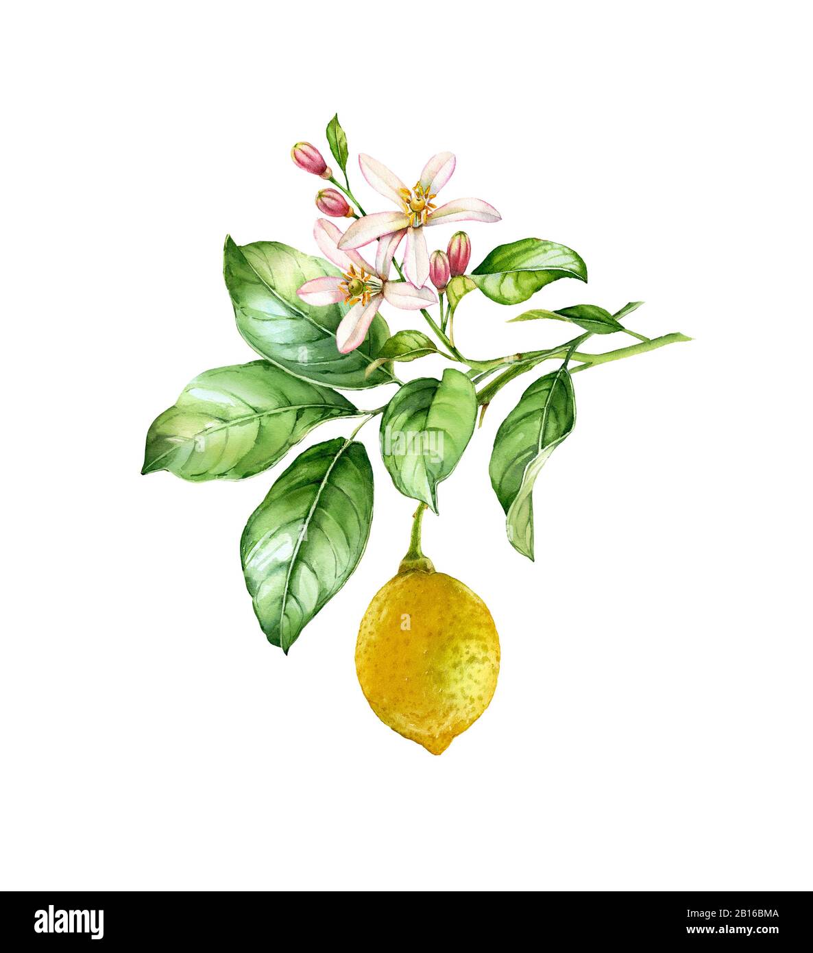 Aquarell Lemon Branch. Realistischer Zitrusfruchtsbaum mit Blumen, Blättern. Botanische Illustration. Isoliertes Bildmaterial auf weiß. Handbemalt frisch Stockfoto