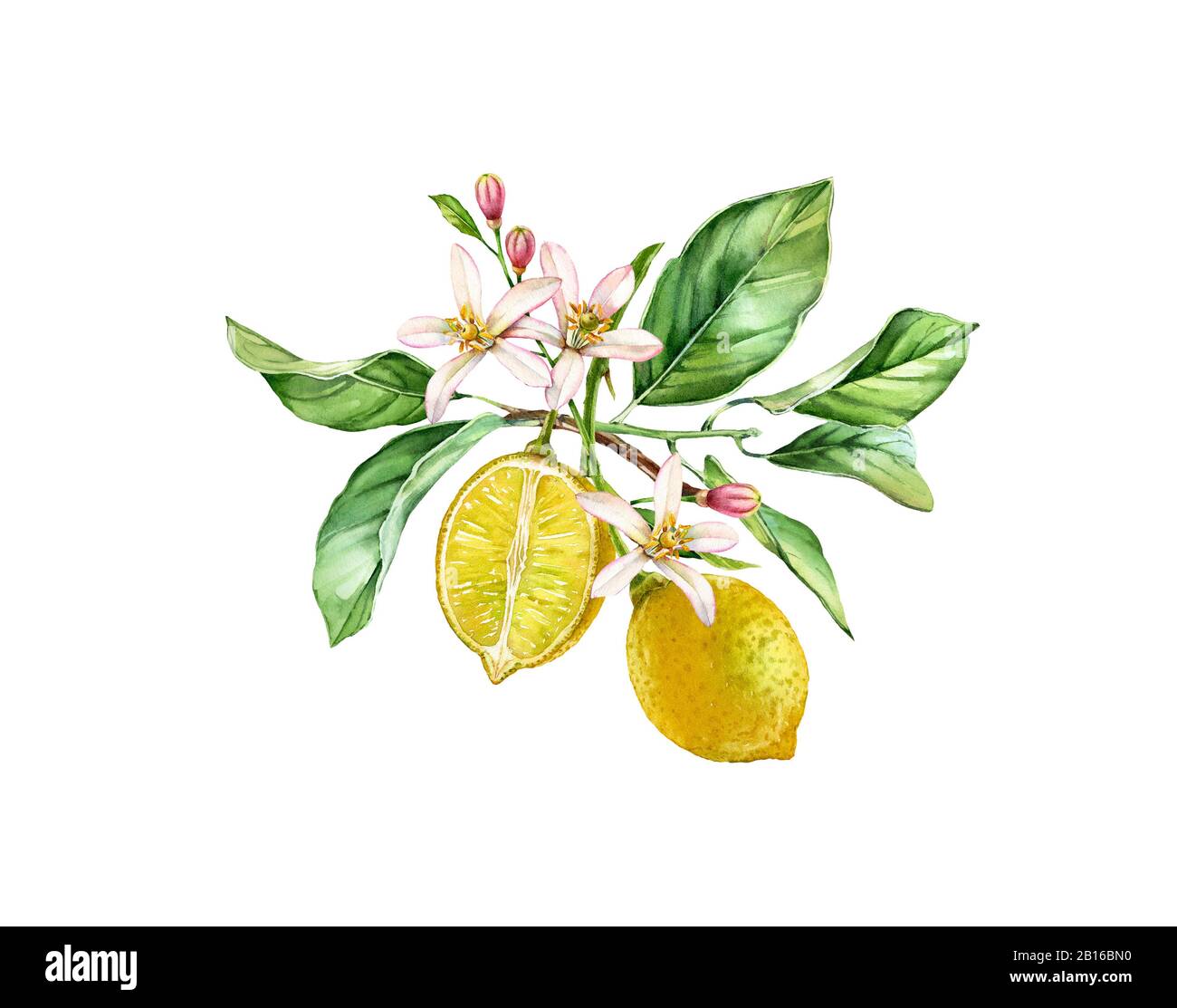 Aquarell Lemonbaum. Realistischer Zweig mit zwei Früchten, Blumen, Blättern. Botanische Illustration. Isoliertes Bildmaterial auf weiß. Handgezogene frische tropische Stockfoto