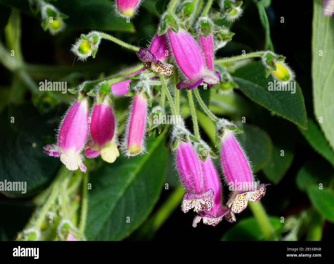 Schöne lila Kohleria EW Traubensaft Blumen Stockfoto