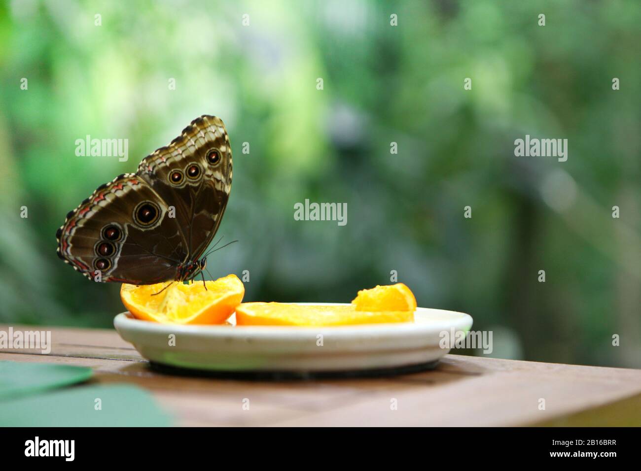 Tropischer Schmetterling Caligo Atreus, der auf einer orangefarbenen Scheibe aufgehangen wird. Fütterungs- Einstinkt. Wilde Natur Stockfoto