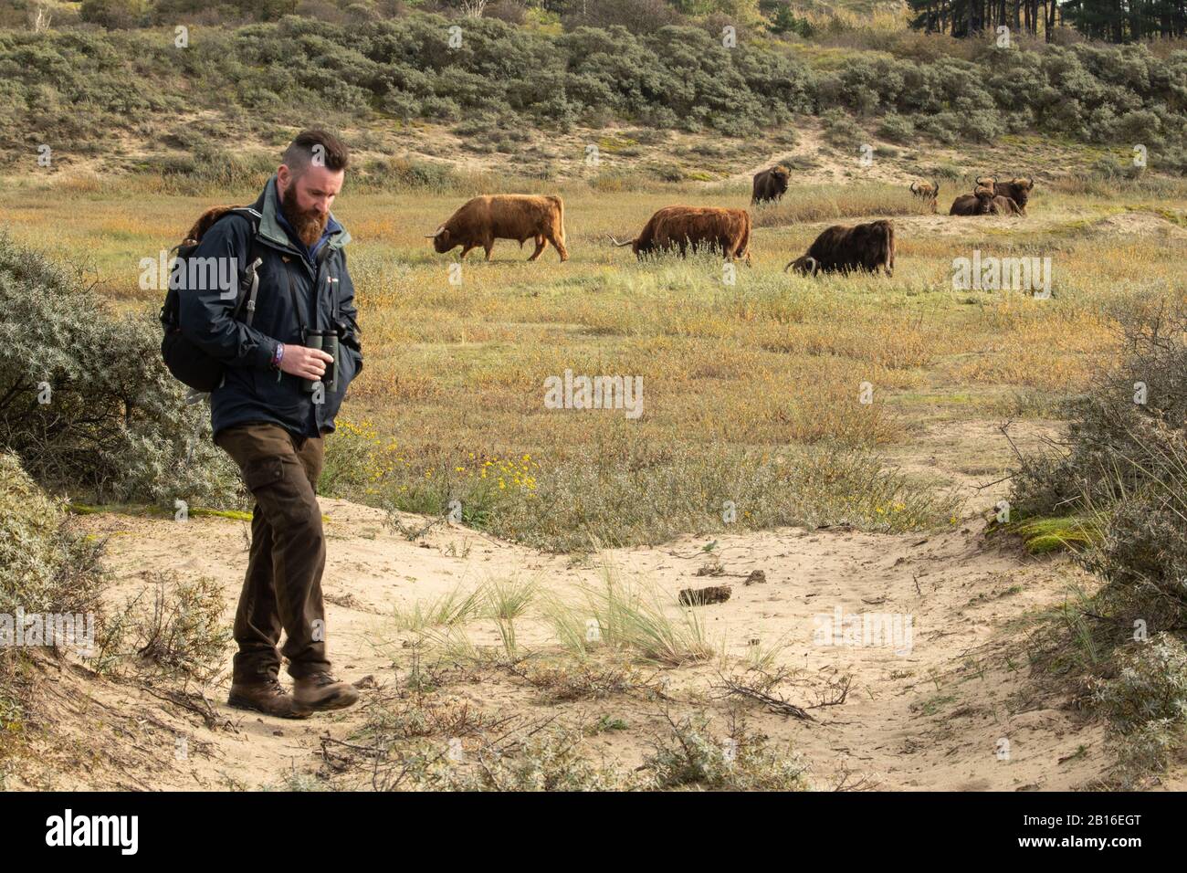 Die europäische Bison-Herde im niederländischen Projekt "Rewilding" zeigt, wie sie, das Rind und der Mensch denselben Raum teilen können. Stockfoto