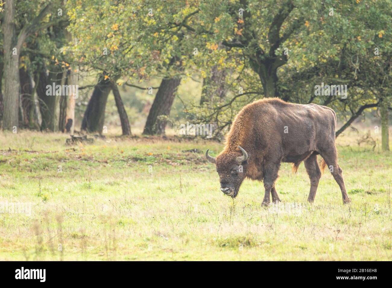 Europäischer Bison in einem Projekt zur Verwilderung in Holland, wo sie als Naturingenieure wieder eingeführt wurden. Stockfoto