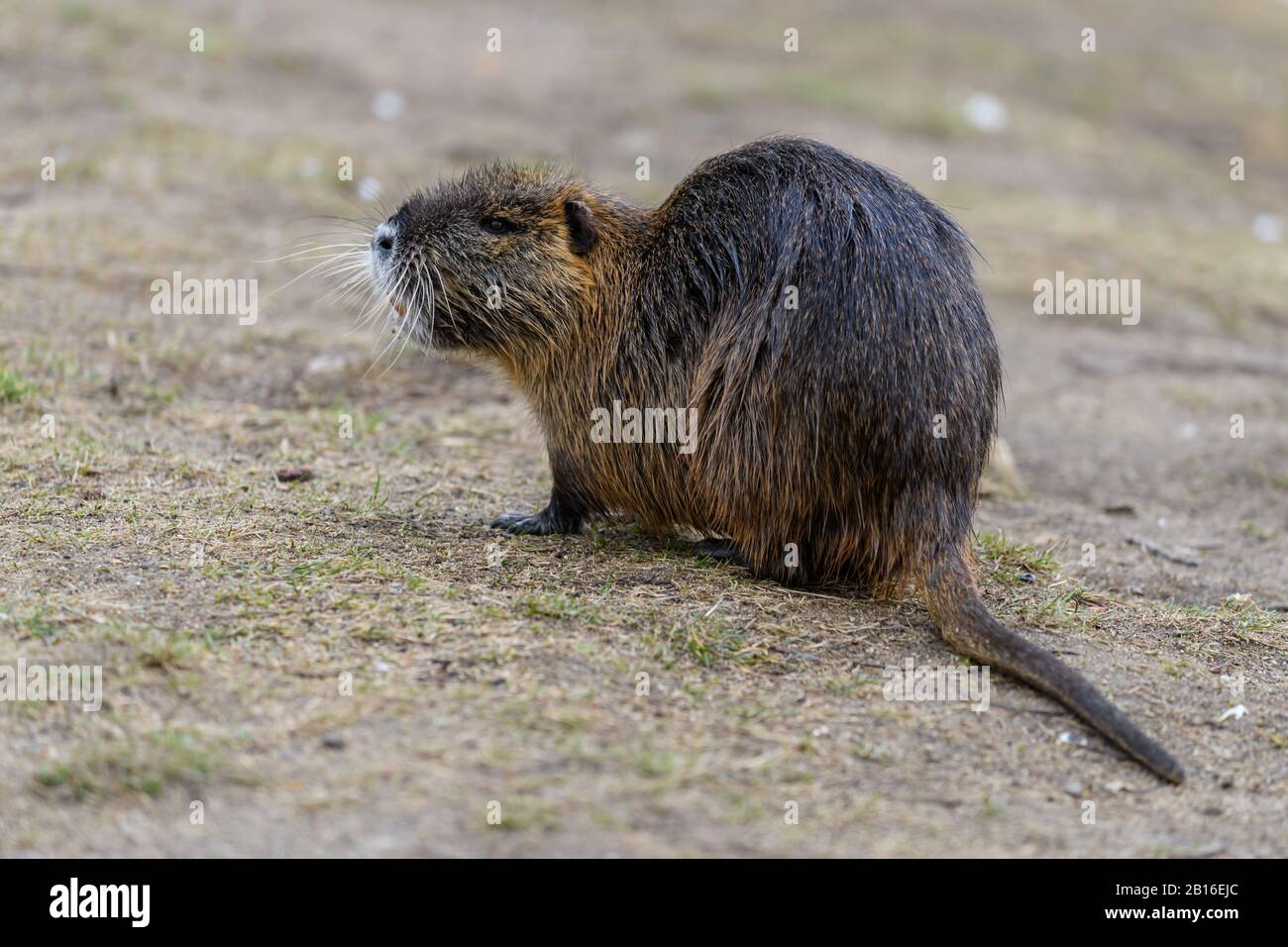 Coypu Nutria in der Prager Stadt Stockfoto