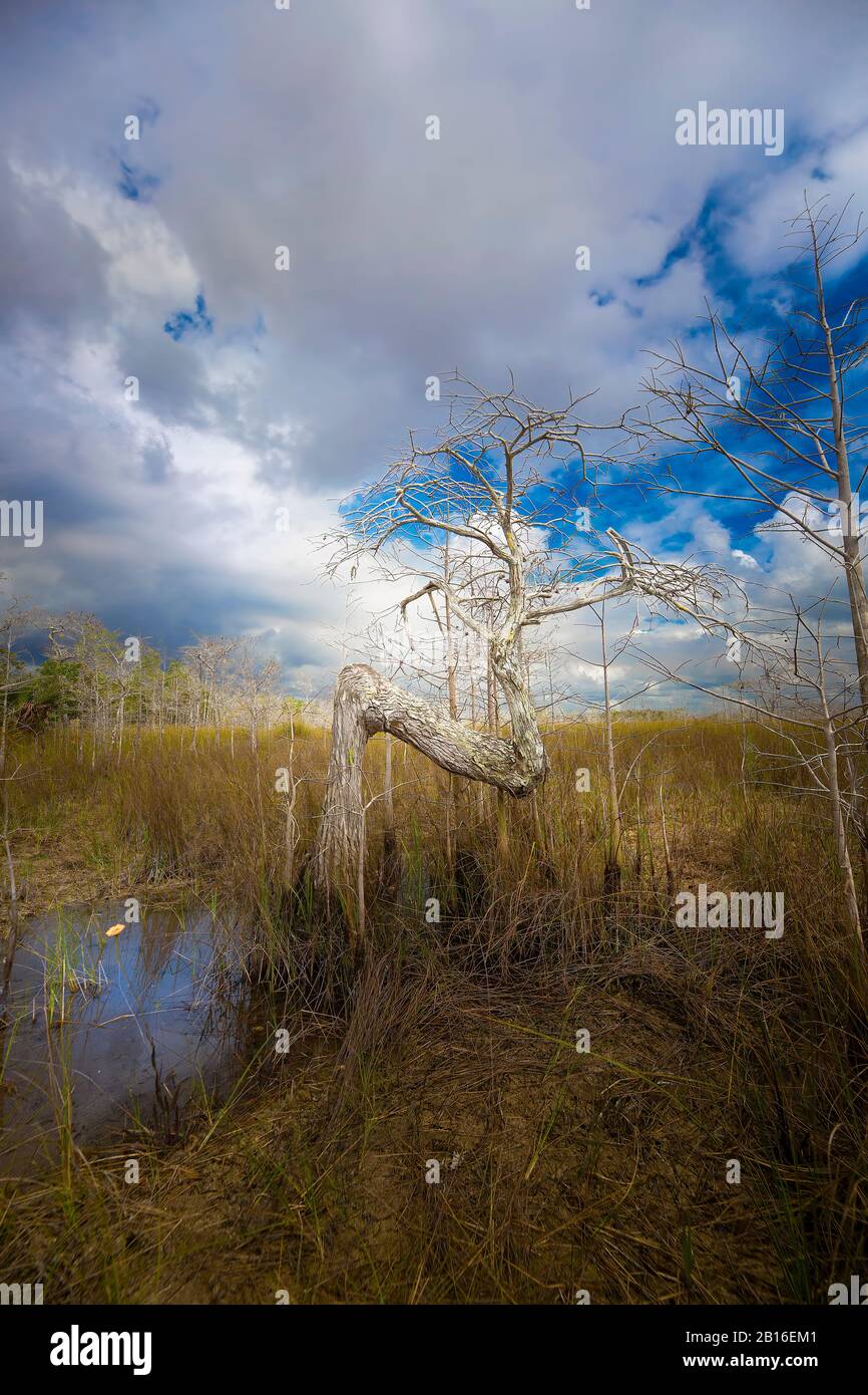 Der einzigartige und bekannte "Z Tree" im Everglades National Park. Der Z-Baum befindet sich im Dwarf Cypress Forest und ist einzigartig und schön. Stockfoto