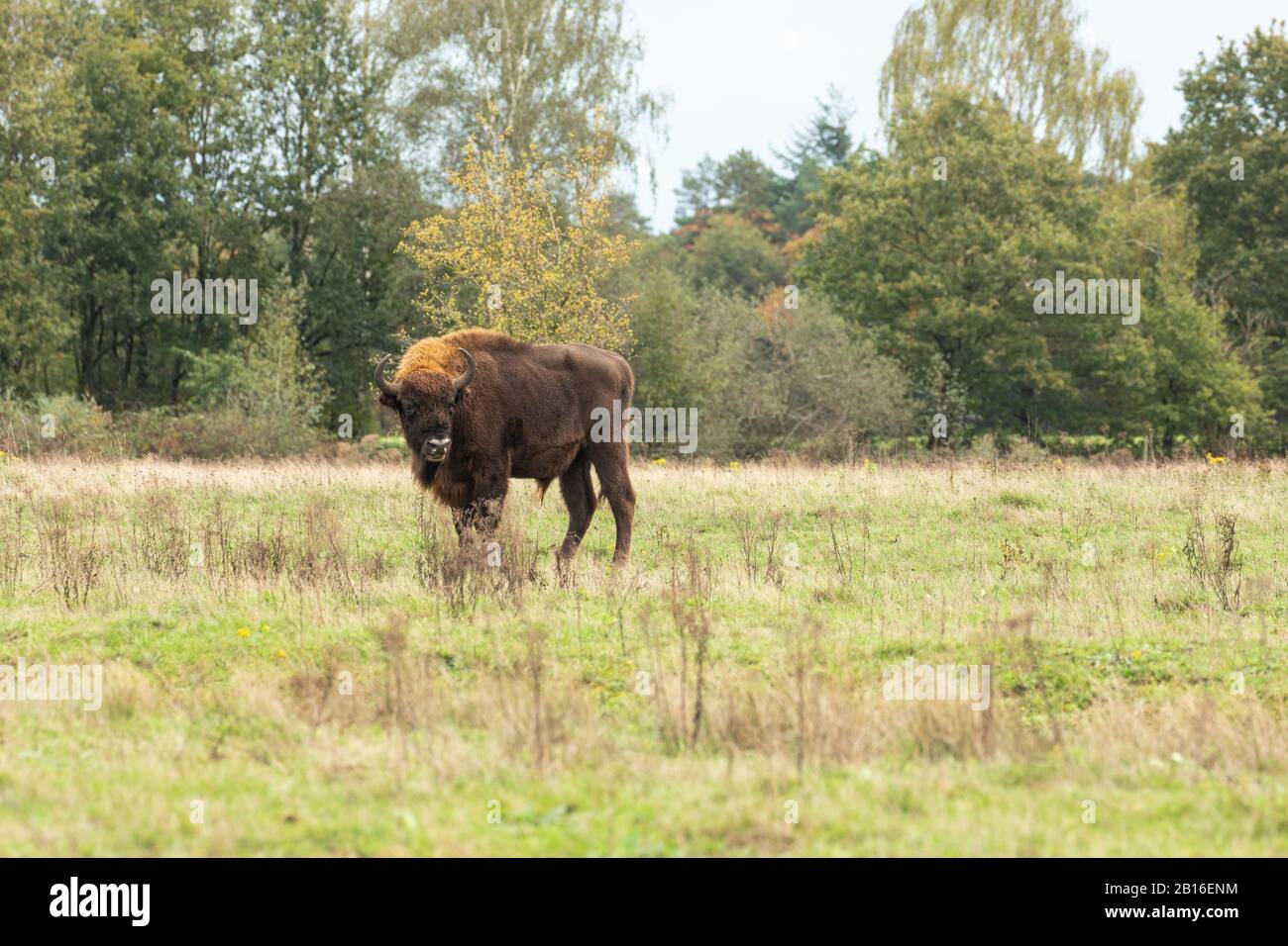 Europäischer Bison in einem Projekt zur Verwilderung in Holland, wo sie als Naturingenieure wieder eingeführt wurden. Stockfoto