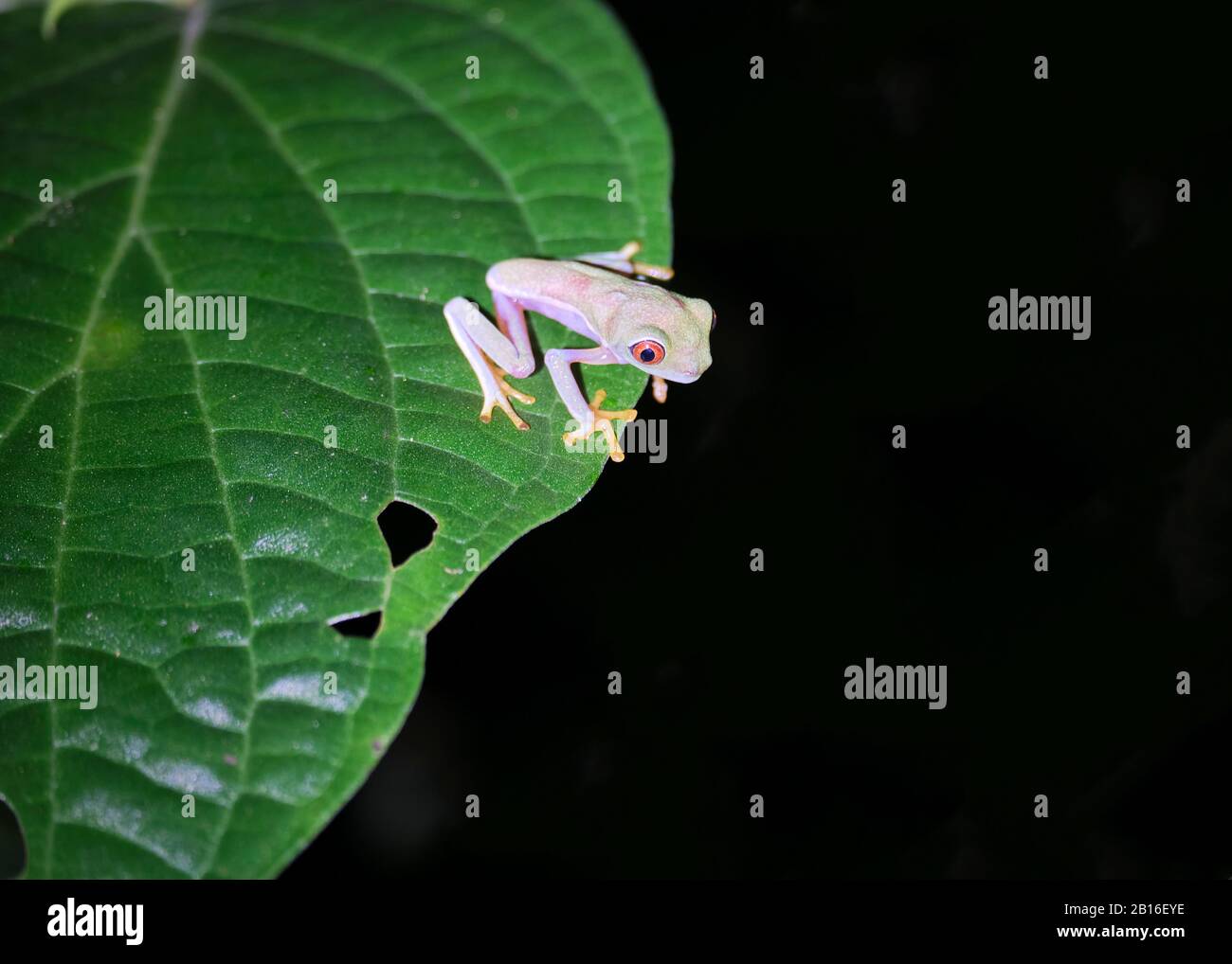 Ein sehr junger, blasser, rot gefärbter Baumfrosch sitzt am Rande eines großen Blattes, das zum Springen bereit ist, nachts in einem Regenwald in Costa Rica in La Fortuna in der Nähe Stockfoto