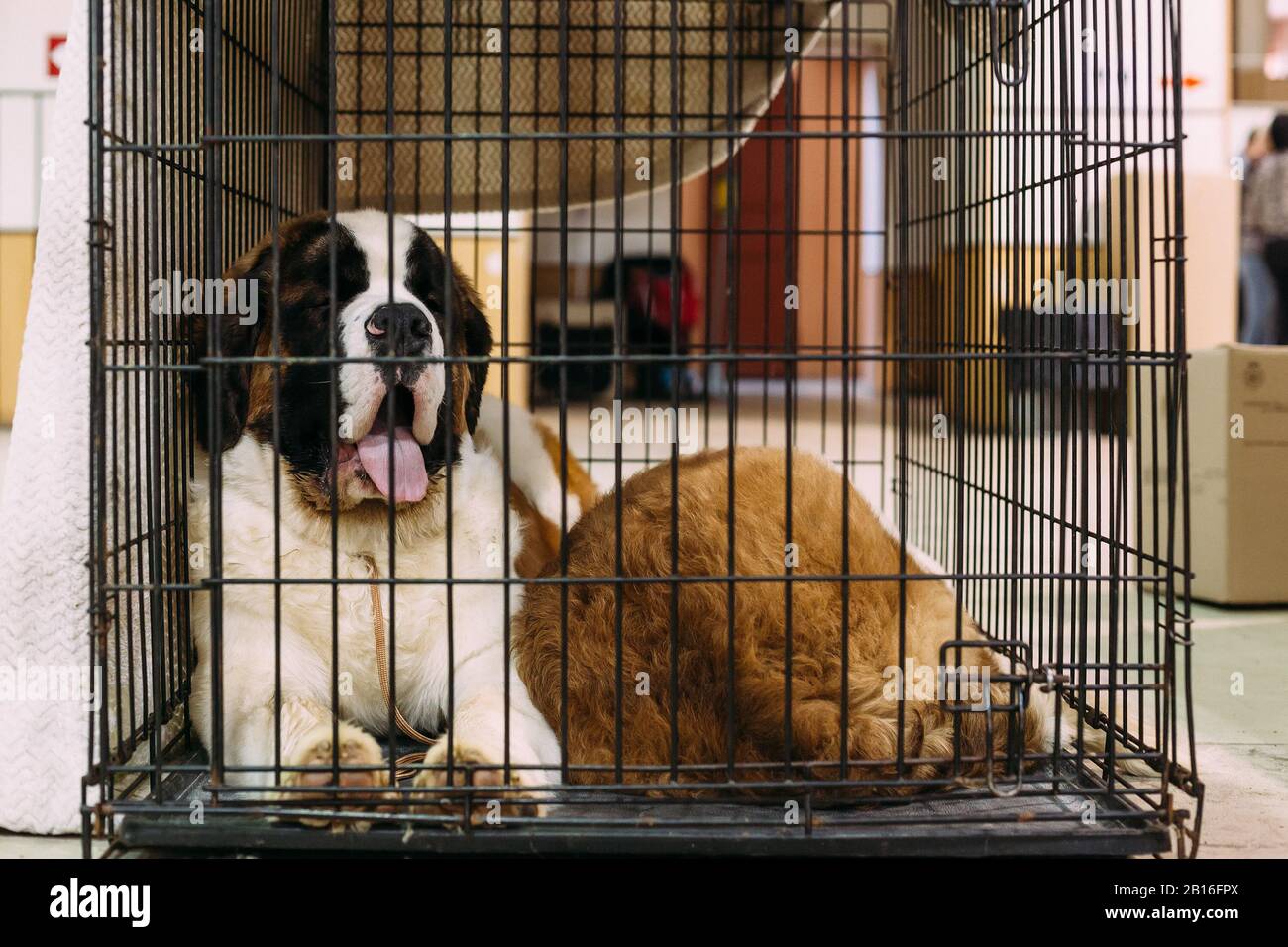 Saint Bernard Hund im Käfig in Ausstellung. Stockfoto