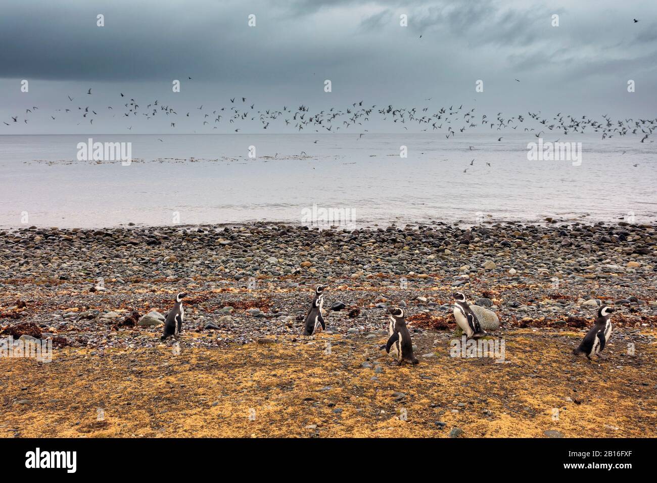 Magellanic Pinguine auf der Insel Magdalena während der Brutzeit. Punta Arenas. Chile. Stockfoto