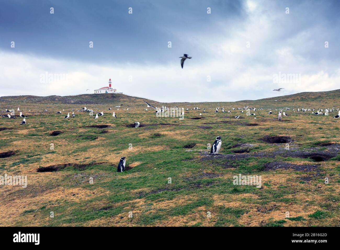 Eine Kolonie magellanischer Pinguine steht neben den Nestern, die während der Brutzeit auf der Insel Magdalena, Punta Arenas, gebaut wurden. Chile Stockfoto
