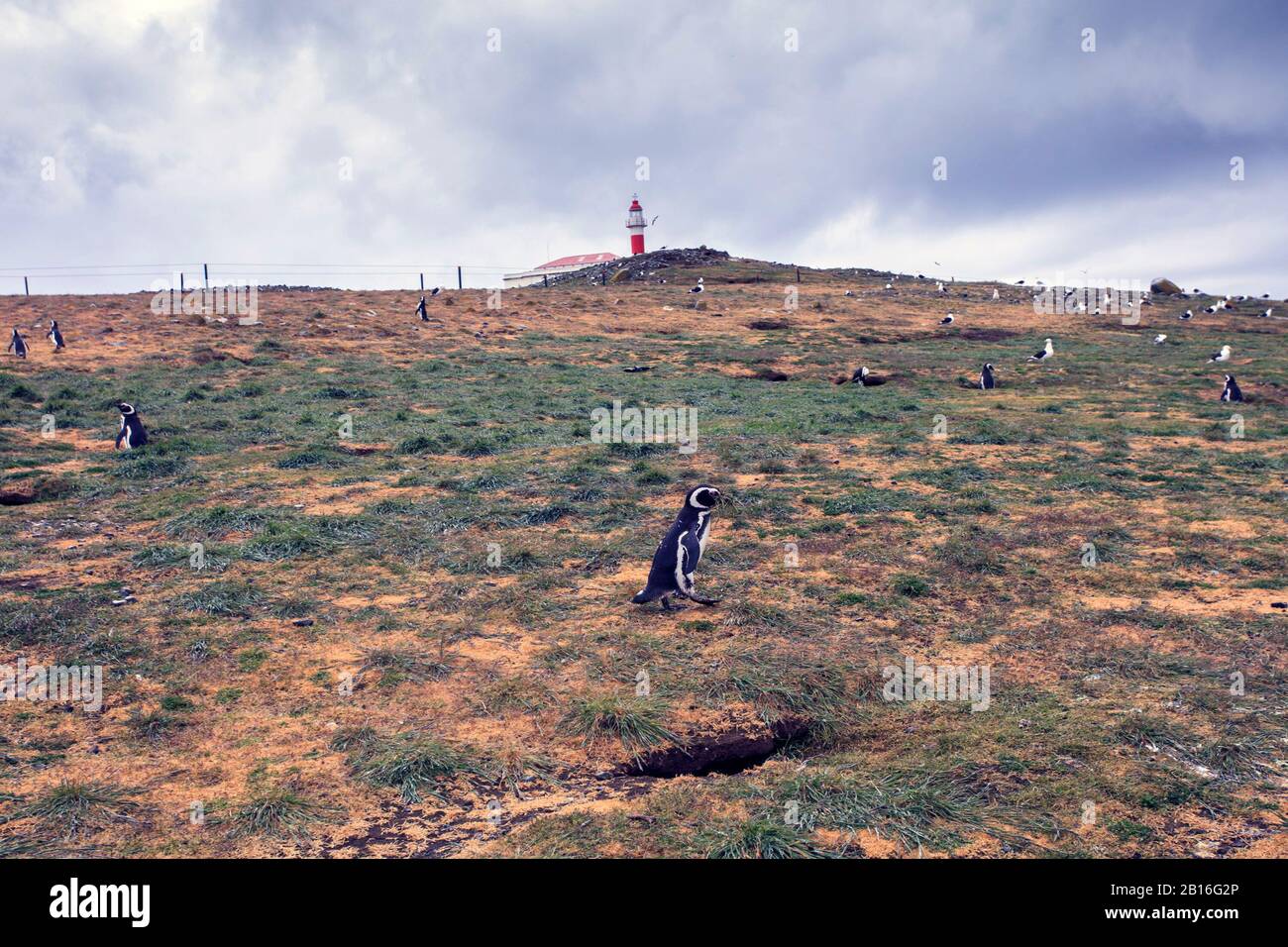 Magellanic Pinguine auf der Insel Magdalena während der Brutzeit. Punta Arenas. Chile Stockfoto