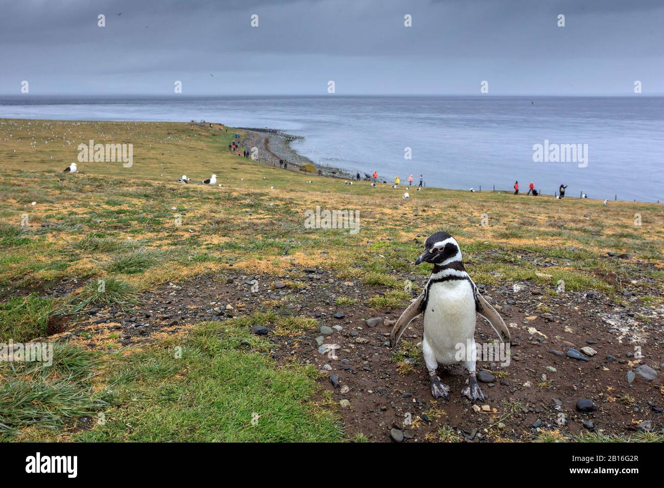 Ein Magellanic Pinguin spaziert entlang der Insel Magdalena während der Brutzeit, Punta Arenas. Chile. Stockfoto