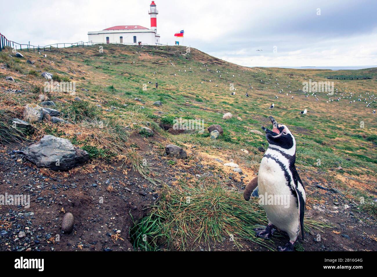 Ein Magellanic Pinguin steht während der Brutzeit bei einem Nest. Magdalena Island. Patagonien. Chile Stockfoto