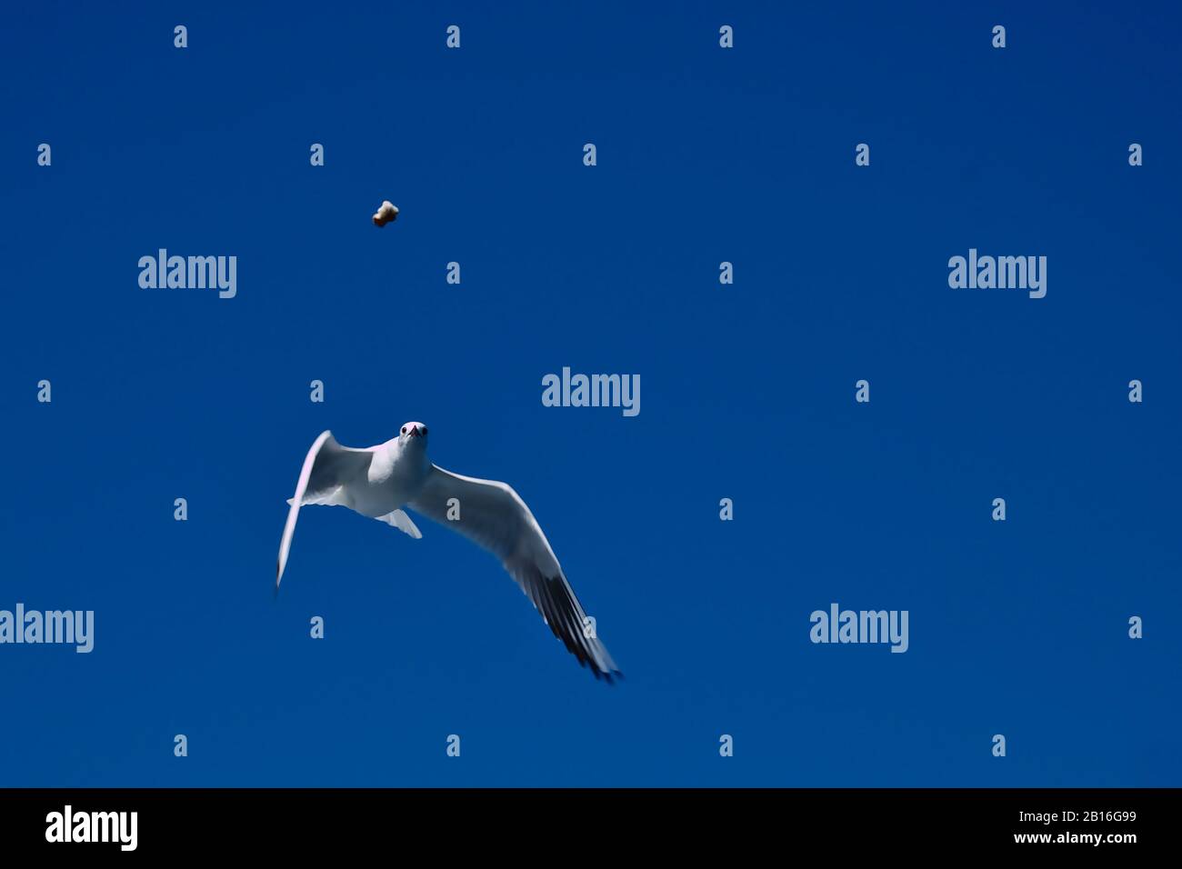 Eine allein im blauen Himmel fliegende Möwe blickt über ein Stück Bagel Stockfoto Eine allein im blauen Himmel fliegende Möwe blickt über ein Stück Bagel Stockfoto