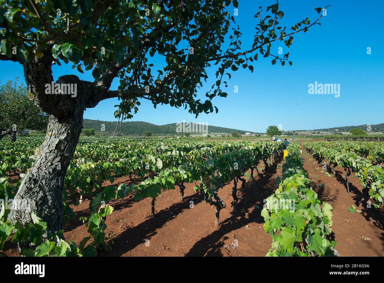 Weinlese Vineyard, Valle d'Itria, Apulien, Italien Stockfoto Weinlese Vineyard, Valle d'Itria, Apulien, Italien Stockfoto