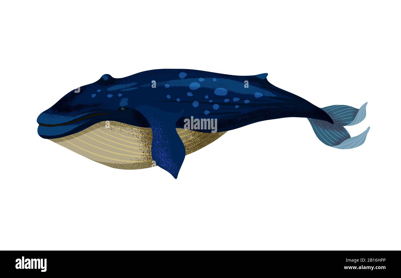 Vektordarstellung eines großen Blauwals isoliert. Stock Vektor