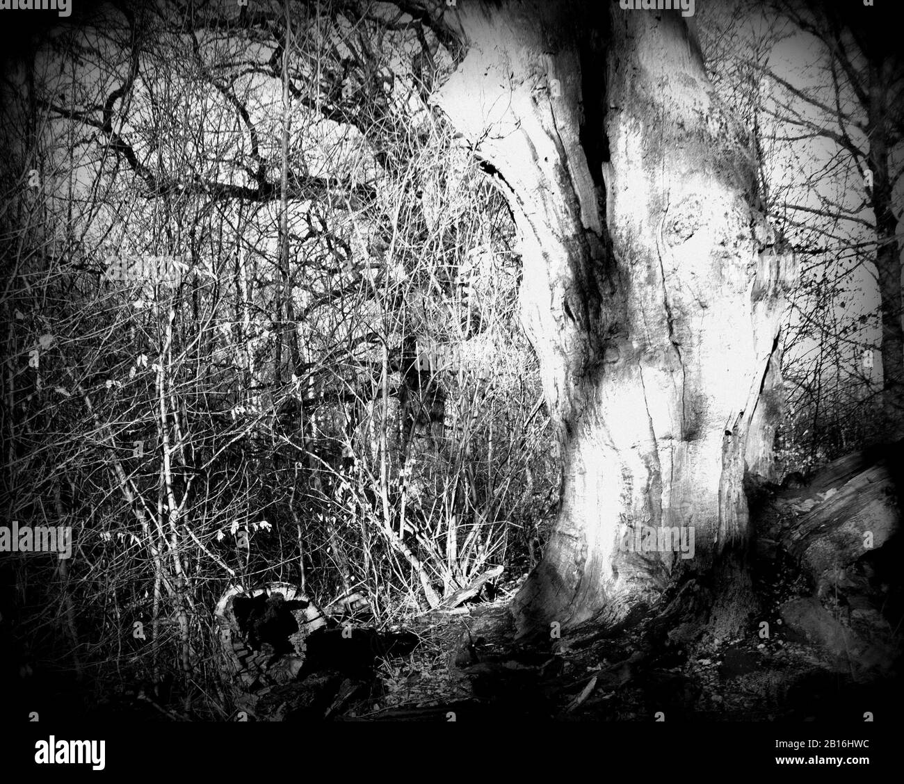 Tote und teilweise ausgehöhlte Eiche im Urwald Sababurg, Lomographie Holga Stockfoto