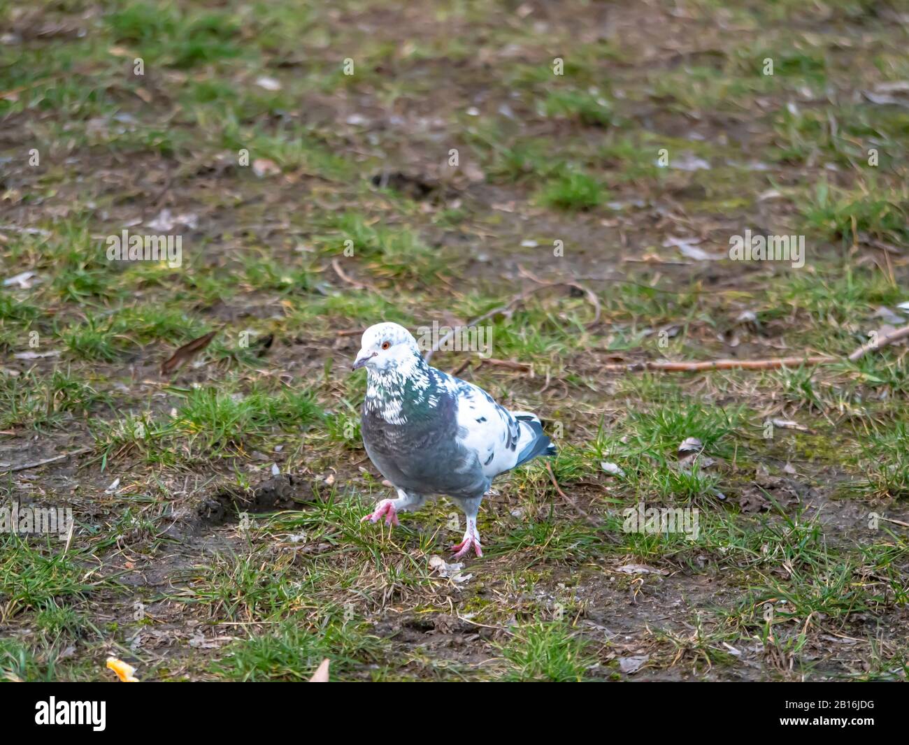 Weißer Taubenvogel, der auf dem Boden spaziert. Stockfoto
