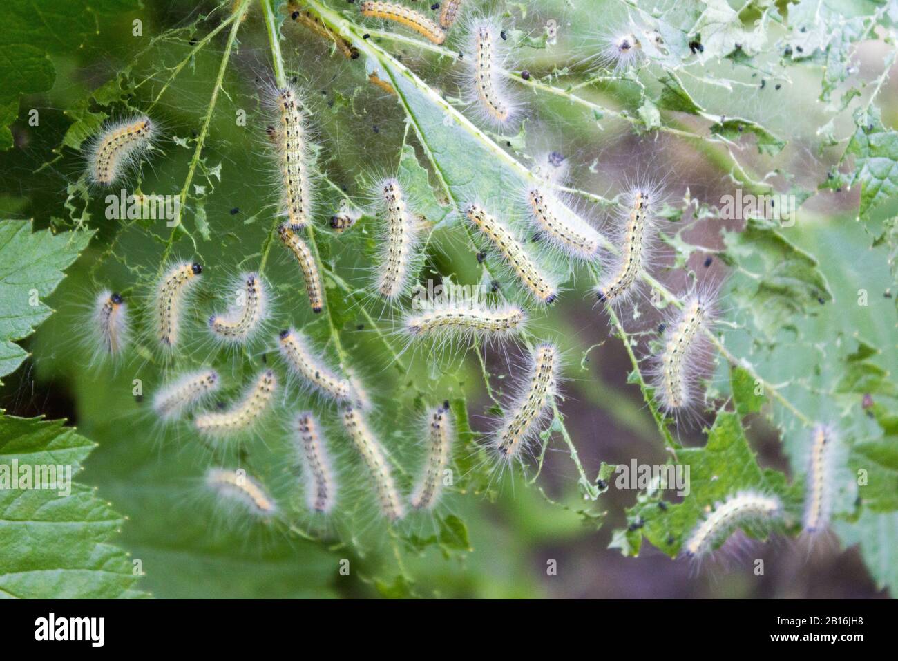Gartenbauschädling ist eine Raupe, die Rasterblätter frisst. Larve einer Motte auf den Blättern fruchtbarer Büsche und Bäume. Stockfoto